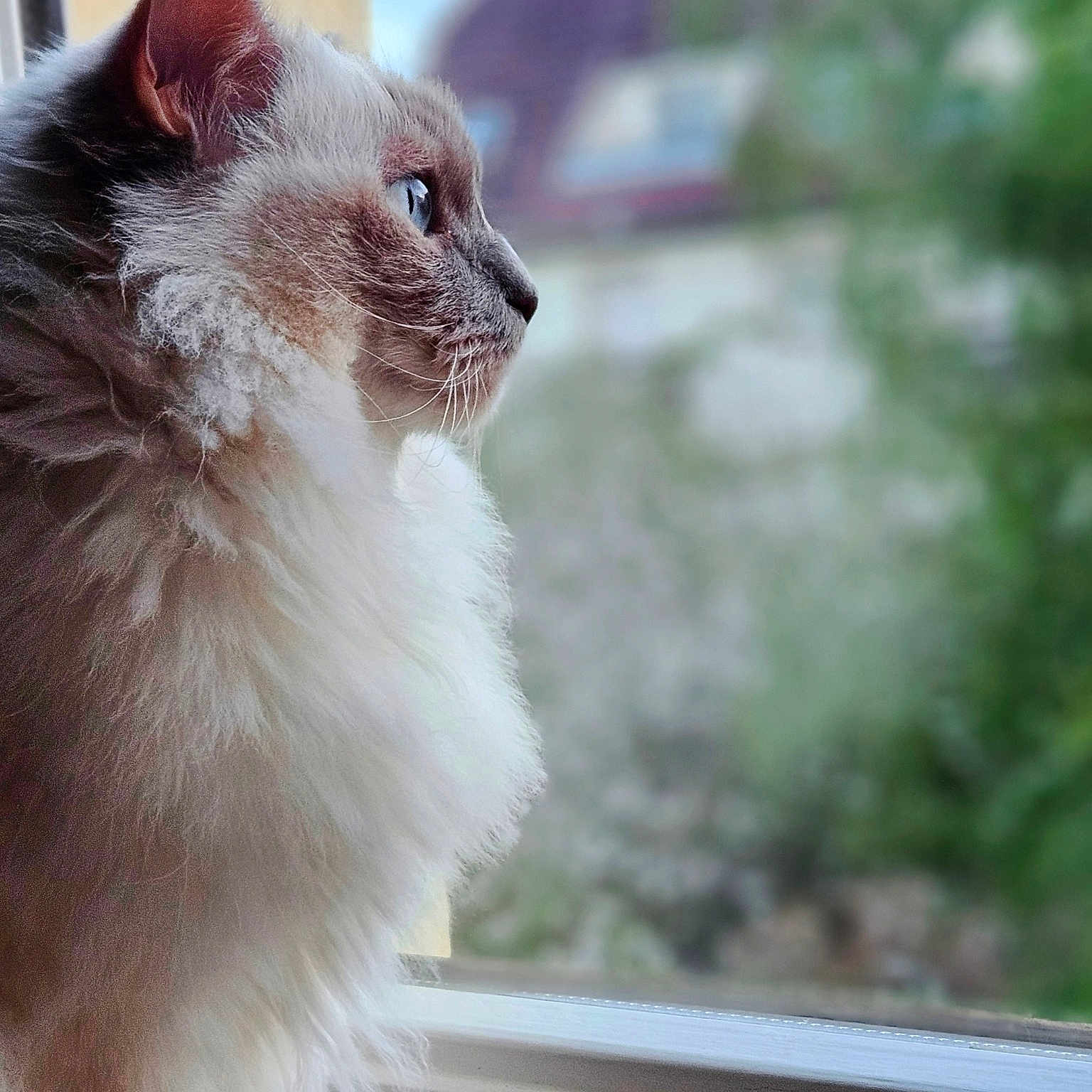 Prince participe au concours pour gagner de l'argent avec cette photo : abyssinian, angora, animal, cat, kitten, manx, pet, siamese, window, windowsill