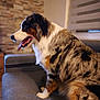 dog, australian_shepherd, pet, indoor, couch, furniture, tongue_out, fur, brown, black, white, gray, living_room, window_blinds, stone_wall, side_view, animal, companion, domestic, cute