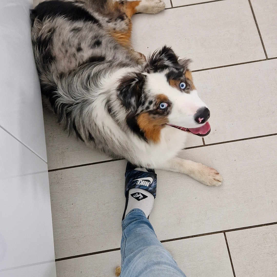 Loki participe au concours pour gagner de l'argent avec cette photo : australian_shepherd, black, blue_eyes, brown, dog, foot, fur, happy, indoor, jeans, looking_up, lying_down, nike_slide, person, pet, playful, sock, tiled_floor, tongue_out, white