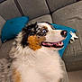 dog, australian_shepherd, blue_eyes, smiling, couch, pillow, indoor, pet, fluffy, happy, relaxed, fur, nose, teeth, mouth_open, head, animal, domestic_animal, resting, living_room