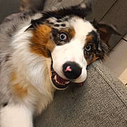 Loki a rejoint le concours — aidez-le/la à gagner de superbes lots ! dog, australian_shepherd, blue_eyes, fur, pet, couch, indoor, playful, happy, tongue_out, close_up, animal, canine, white_fur, brown_fur, black_fur, nose, ears, face, furniture