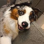 dog, australian_shepherd, blue_eyes, fur, pet, couch, indoor, playful, happy, tongue_out, close_up, animal, canine, white_fur, brown_fur, black_fur, nose, ears, face, furniture