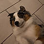 dog, indoor, floor, tile, fur, blue_eyes, playful, lying_down, pet, animal, cute, tricolor, white_fur, black_fur, brown_fur, ears, nose, paws, closeup, canine