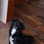 Daisy Pearl joined the competition — help win amazing prizes! dog, black_dog, white_fur, small_dog, carpet, wooden_floor, doorway, indoor, pet, animal, sitting, curious, fur, canine, household, companion, looking_up, brown_wood, cozy, domestic