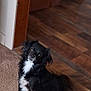 dog, black_dog, white_fur, small_dog, carpet, wooden_floor, doorway, indoor, pet, animal, sitting, curious, fur, canine, household, companion, looking_up, brown_wood, cozy, domestic