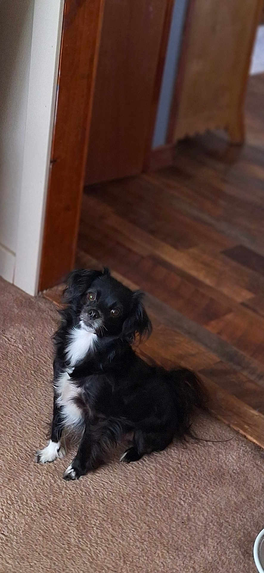 Daisy Pearl joined the competition — help win amazing prizes! dog, black_dog, white_fur, small_dog, carpet, wooden_floor, doorway, indoor, pet, animal, sitting, curious, fur, canine, household, companion, looking_up, brown_wood, cozy, domestic