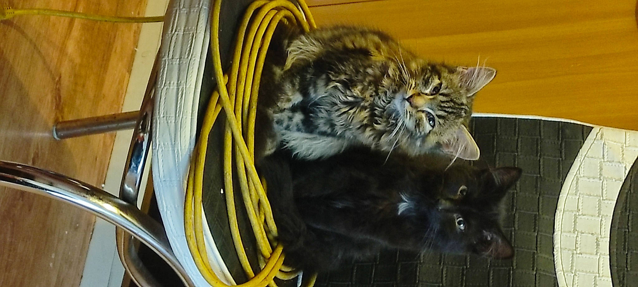 Simba Nala a rejoint le concours — aidez-le/la à gagner de superbes lots ! big_cats, cable, cable_management, carnivore, cat, claw, computer_hardware, domestic_short_haired_cat, electric_blue, electrical_supply, electrical_wiring, felidae, fur, paw, small_to_medium_sized_cats, tail, terrestrial_animal, whiskers, wire