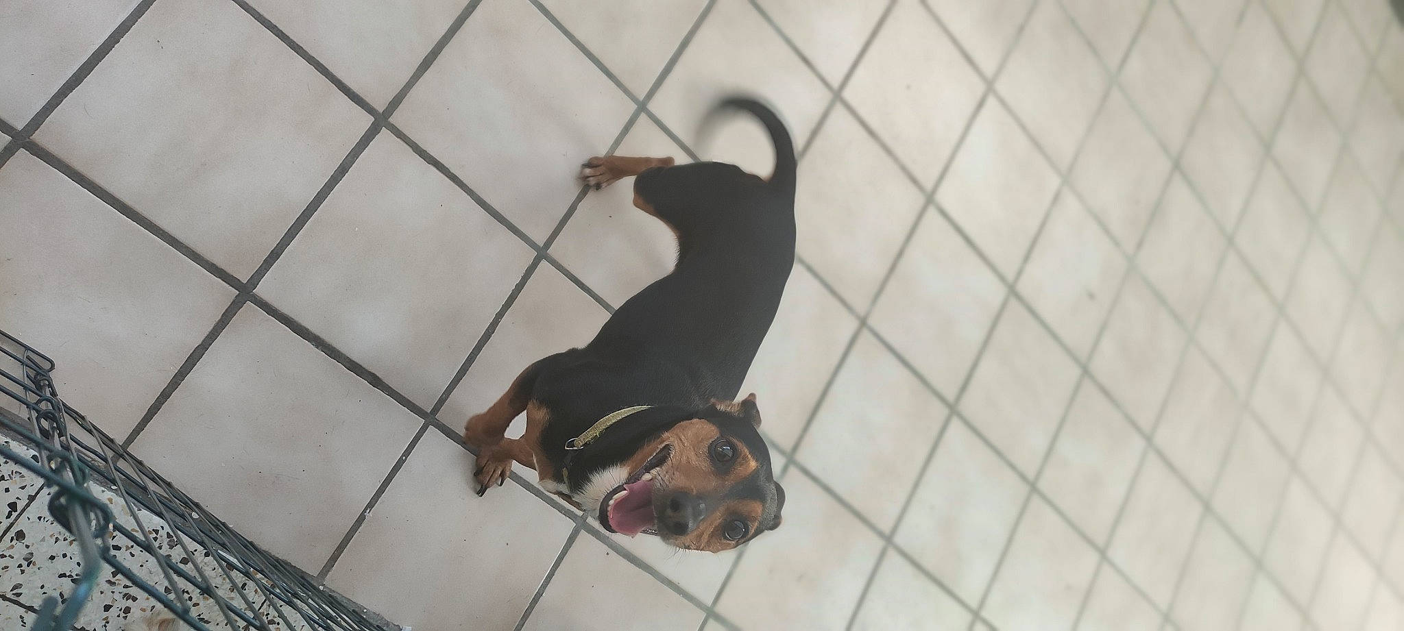 Morthi participe au concours pour gagner de l'argent avec cette photo : animal_shelter, cage, canidae, carnivore, companion_dog, dog, dog_breed, dog_crate, dog_supply, fawn, guard_dog, hound, mesh, pet_supply, service, snout, sporting_group, tail, terrestrial_animal, working_animal