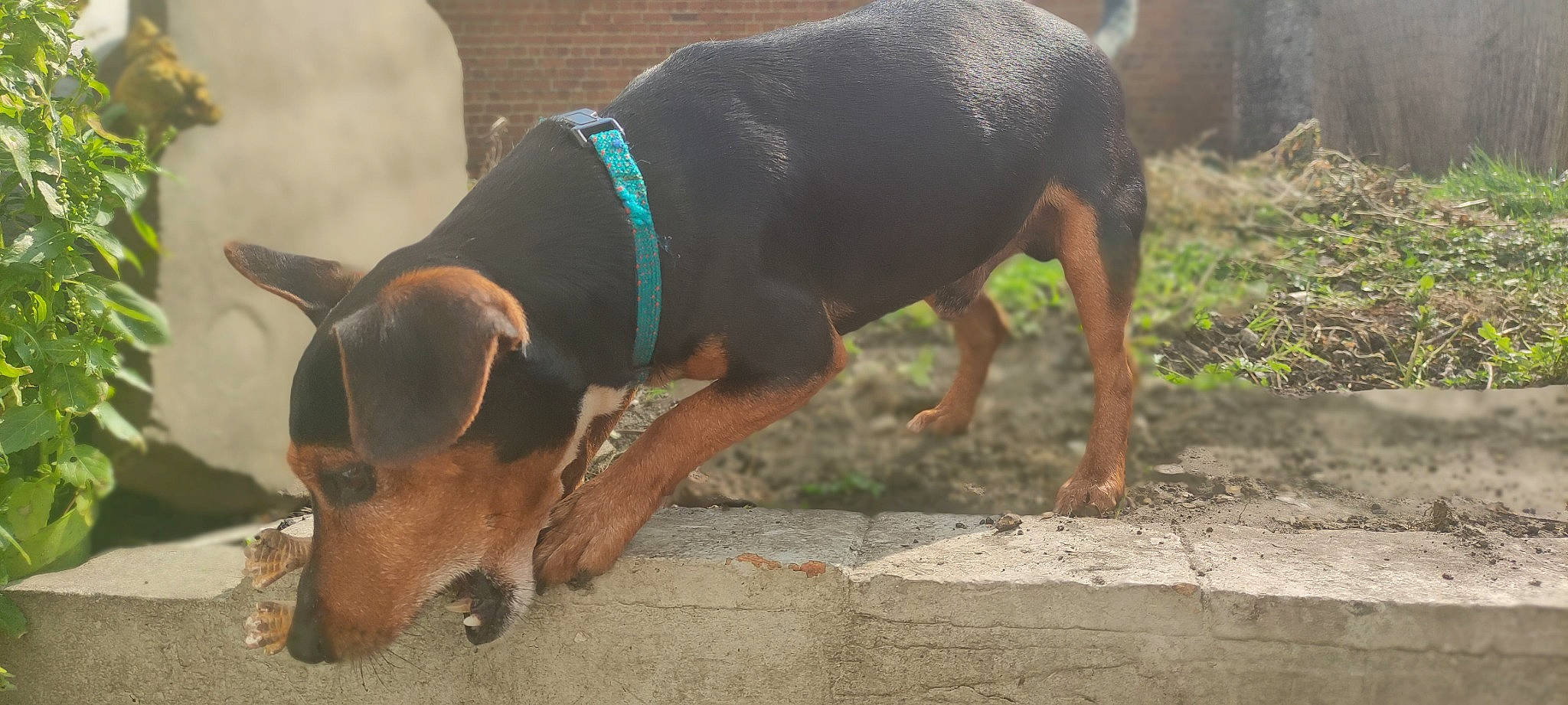 Morthi participe au concours pour gagner de l'argent avec cette photo : canidae, carnivore, collar, companion_dog, dog, dog_breed, dog_supply, fawn, grass, hound, mammal, montenegrin_mountain_hound, pet_supply, plant, snout, tail, terrestrial_animal, vertebrate, working_animal, working_dog