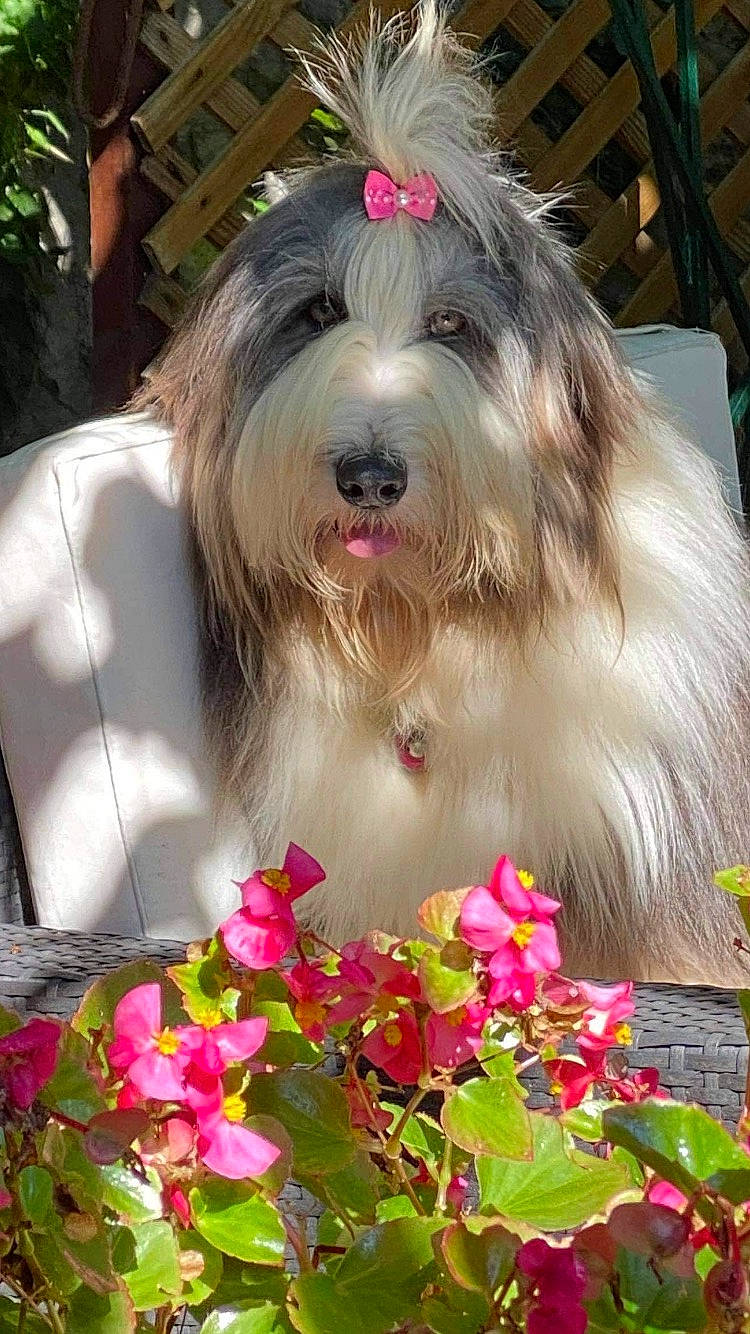 Wendy a rejoint le concours — aidez-le/la à gagner de superbes lots ! annual_plant, canidae, carnivore, companion_dog, dog, dog_breed, flower, flower_arranging, flowering_plant, garden, grass, houseplant, liver, perennial_plant, petal, plant, sporting_group, terrier, toy_dog, working_animal