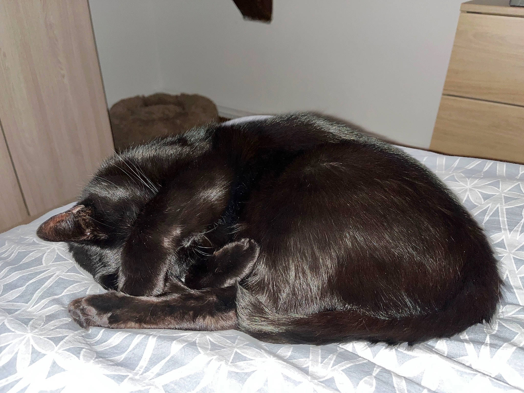 Mouni a rejoint le concours — aidez-le/la à gagner de superbes lots ! black_cat, canidae, carnivore, comfort, companion_dog, dog_breed, fawn, felidae, fur, liver, nap, pet_supply, shipping_box, small_to_medium_sized_cats, snout, sporting_group, tail, terrestrial_animal, whiskers, working_animal