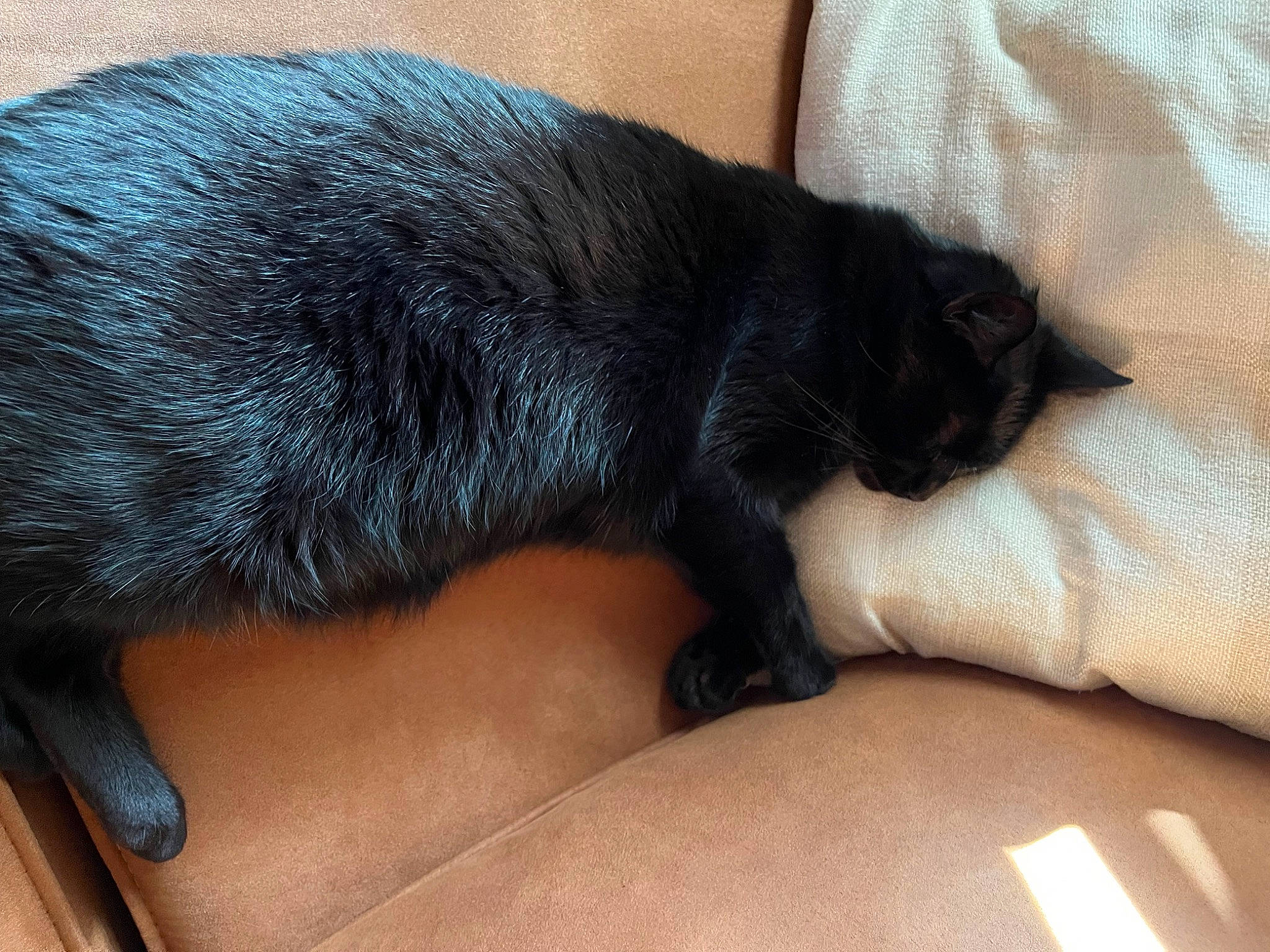 Mouni a rejoint le concours — aidez-le/la à gagner de superbes lots ! black_cat, canidae, carnivore, cat, claw, comfort, dog_breed, domestic_short_haired_cat, felidae, foot, fur, human_leg, nap, paw, small_to_medium_sized_cats, snout, tail, terrestrial_animal, vertebrate, whiskers