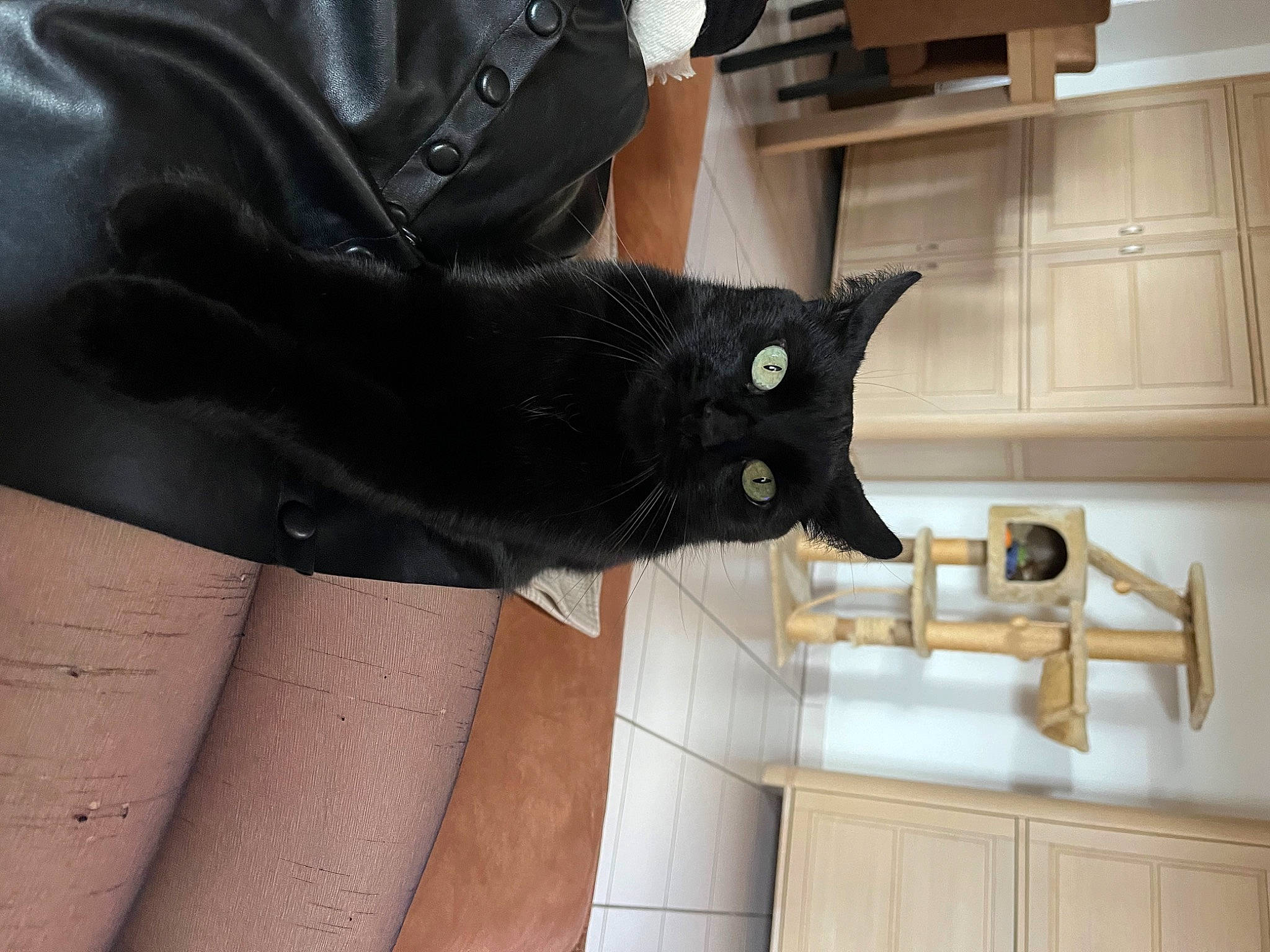 Mouni a rejoint le concours — aidez-le/la à gagner de superbes lots ! button, cabinetry, carnivore, cat, comfort, denim, felidae, flooring, formal_wear, fur, gesture, hardwood, human_leg, leather_jacket, room, sleeve, small_to_medium_sized_cats, thigh, whiskers, wood