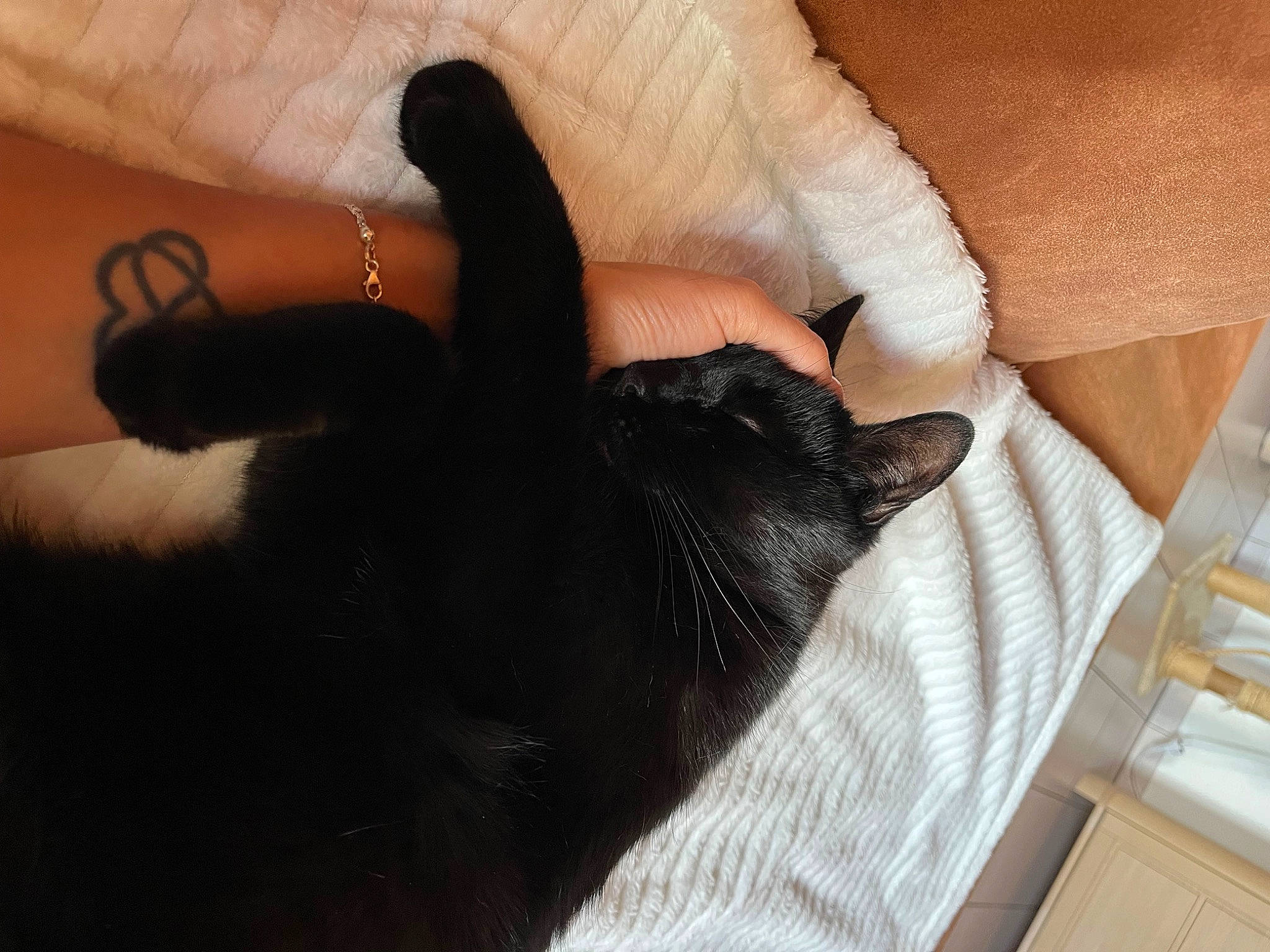 Mouni participe au concours pour gagner de l'argent avec cette photo : carnivore, cat, claw, comfort, domestic_short_haired_cat, felidae, finger, foot, fur, gesture, hand, human_leg, nail, small_to_medium_sized_cats, snout, tail, thumb, vertebrate, whiskers, wrist