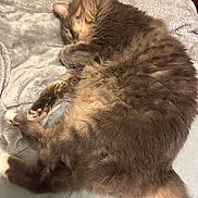 Zuko is registered to the contest to win money with this photo: cat, sleeping, fluffy, fur, paw, blanket, bed, domestic_cat, pet, cozy, indoor, whiskers, tail, close_up, nap, feline, grey, white_paws, soft, curled