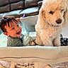 baby, dog, playpen, indoor, smile, curly_hair, furniture, pet, happy, child, toy, blanket, leisure, living_room, couch, person, canine, cute, playful, domestic_animal