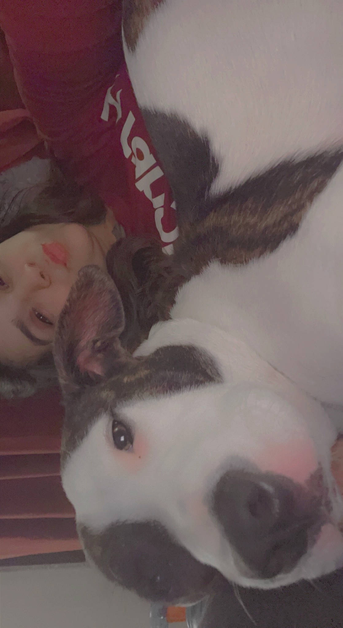 Dixie Anne is registered to the contest to win money with this photo: carnivore, companion_dog, dog_breed, eye, eyebrow, eyelash, fawn, felidae, fur, hand, head, leg, neck, rabbit, small_to_medium_sized_cats, smile, snout, tail, textile, whiskers