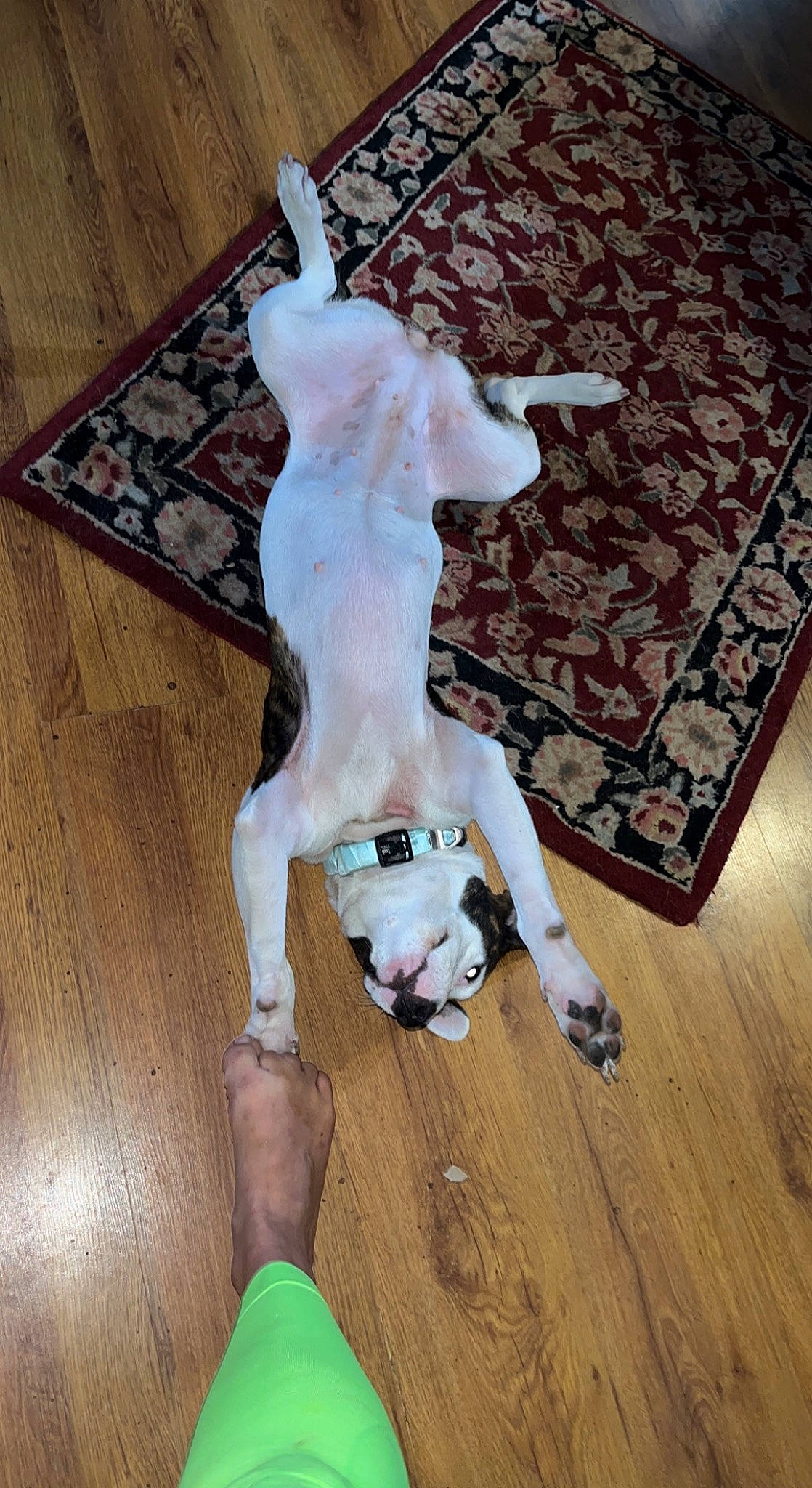 Dixie Anne is registered to the contest to win money with this photo: art, canidae, carnivore, companion_dog, dog, dog_breed, fawn, felidae, floor, flooring, fur, hardwood, laminate_flooring, room, sporting_group, tail, wood, wood_flooring, wood_stain, working_animal