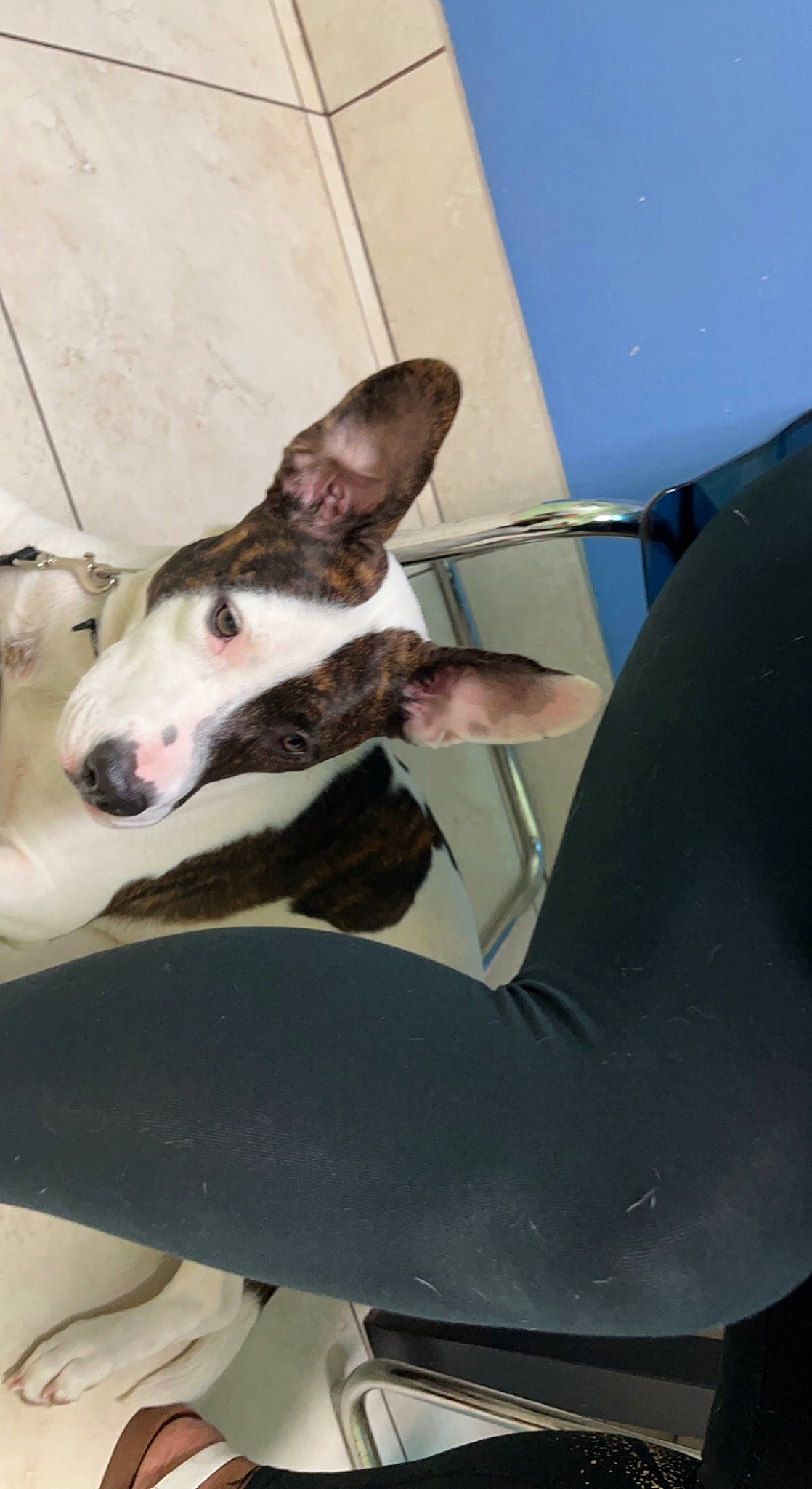 Dixie Anne joined the competition — help win amazing prizes! bull_terrier, canidae, carnivore, comfort, companion_dog, dog, dog_breed, fawn, non_sporting_group, sighthound, snout, sporting_group, terrestrial_animal, whiskers, windshield, working_animal