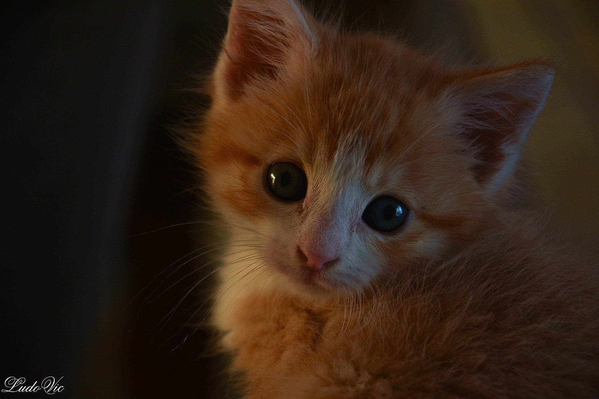 Simba a rejoint le concours — aidez-le/la à gagner de superbes lots ! carnivore, cat, domestic_short_haired_cat, eye, fawn, felidae, fur, hair, paw, small_to_medium_sized_cats, snout, tail, terrestrial_animal, whiskers, wildlife, window, wood