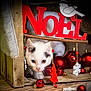 Prince a rejoint le concours — aidez-le/la à gagner de superbes lots ! animal, black_and_white_cat, cat, christmas_decorations, closeup, curious, cute, decor, festive, holiday, indoor, kitten, noel_sign, pet, playful, red_ornaments, seasonal, white_ornaments, wood_floor, wooden_crate