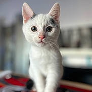 Prince participe au concours pour gagner de l'argent avec cette photo : cat, kitten, white_cat, black_spots, pet, animal, indoor, close_up, curious, walking, young, fur, whiskers, pink_nose, eyes, face, blurred_background, cute, small, domestic