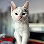 cat, kitten, white_cat, black_spots, pet, animal, indoor, close_up, curious, walking, young, fur, whiskers, pink_nose, eyes, face, blurred_background, cute, small, domestic