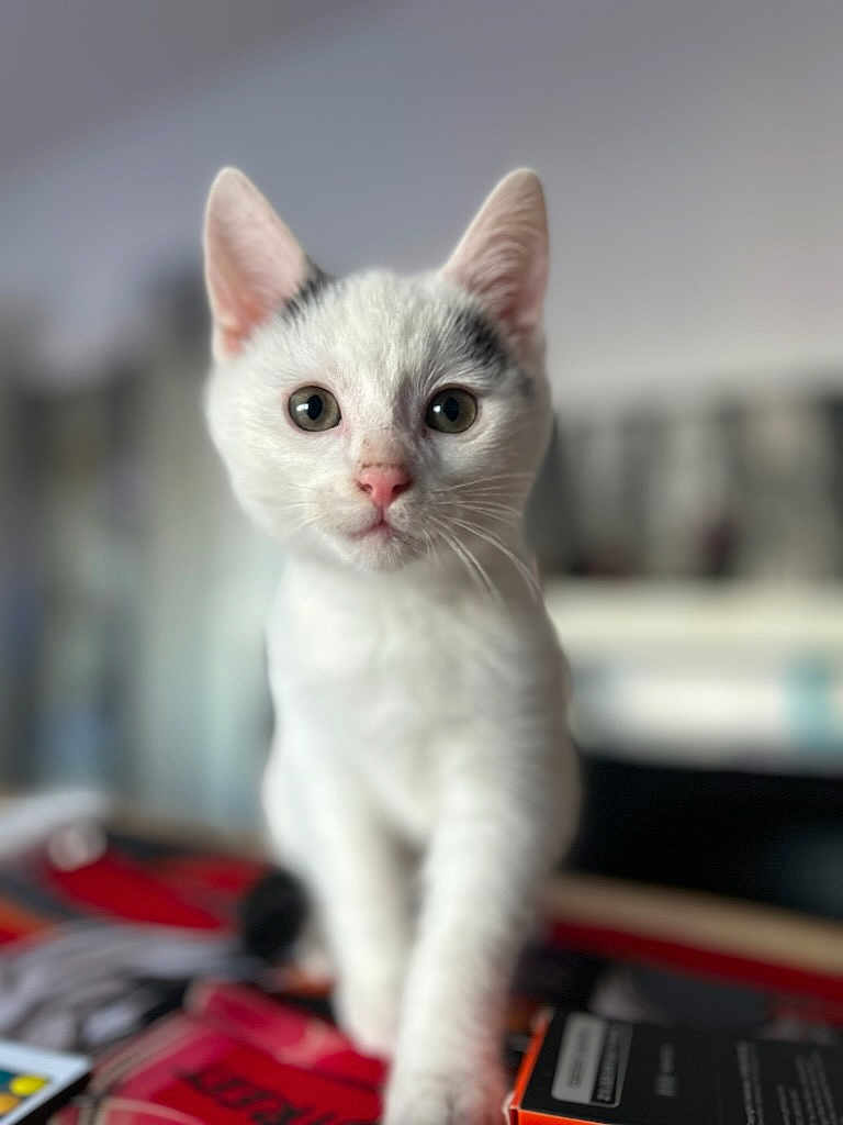 Prince participe au concours pour gagner de l'argent avec cette photo : cat, kitten, white_cat, black_spots, pet, animal, indoor, close_up, curious, walking, young, fur, whiskers, pink_nose, eyes, face, blurred_background, cute, small, domestic