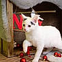 animal, black_patches, cat, christmas_ornaments, closeup, curious, cute, decor, festive, floor, holiday_decorations, indoor, kitten, pet, playing, red_baubles, soft_texture, white_cat, wooden_crate, wooden_floor