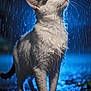 animal, black_and_white, cat, closeup, drip, fur, mammal, moisture, nature, night, nighttime, outdoor, pet, puddle, rain, reflection, serene, water, wet, whiskers