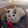 Prince participe au concours pour gagner de l'argent avec cette photo : animal, black_markings, blanket, cat, close_up, cozy, curious, cute, domestic_cat, ears, feline, indoor, pet_carrier, pink_nose, resting, soft_fur, toy, whiskers, white_cat, young_cat