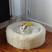 Prince a rejoint le concours — aidez-le/la à gagner de superbes lots ! animal, black_markings, cat, cat_bed, corner, cozy, cute, domestic, feline, fluffy_bed, fur, indoor, looking, parquet_floor, pet, radiator, relaxed, resting, white_cat, wooden_floor