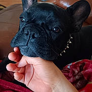 Rudy joined the competition — help win amazing prizes! animal, bodypart, boxer, bulldog, canine, couch, dog, finger, frenchbulldog, furniture, hand, person, pet, pitbull, puppy, toe, wrist