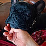 animal, bodypart, boxer, bulldog, canine, couch, dog, finger, frenchbulldog, furniture, hand, person, pet, pitbull, puppy, toe, wrist