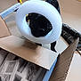 Rudy is registered to the contest to win money with this photo: animal, baby, blackcat, box, canine, cardboard, carton, cat, computer, dog, electronics, hardwood, indoors, kitten, laptop, pc, person, pet, puppy, wood