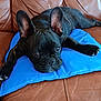 Rudy is registered to the contest to win money with this photo: animal, bulldog, canine, couch, cushion, dog, dogbed, frenchbulldog, furniture, homedecor, person, pet, pillow, pitbull, puppy, sleeping