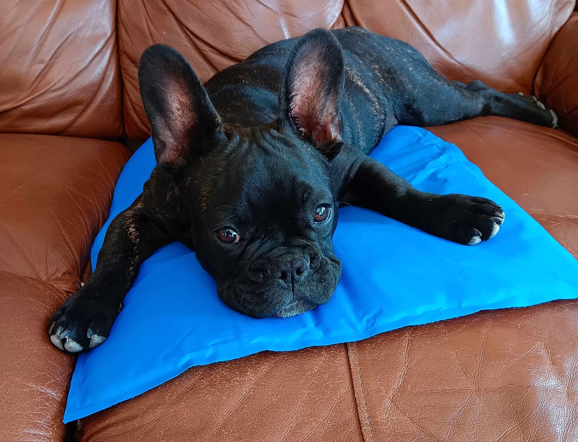 Rudy is registered to the contest to win money with this photo: animal, bulldog, canine, couch, cushion, dog, dogbed, frenchbulldog, furniture, homedecor, person, pet, pillow, pitbull, puppy, sleeping