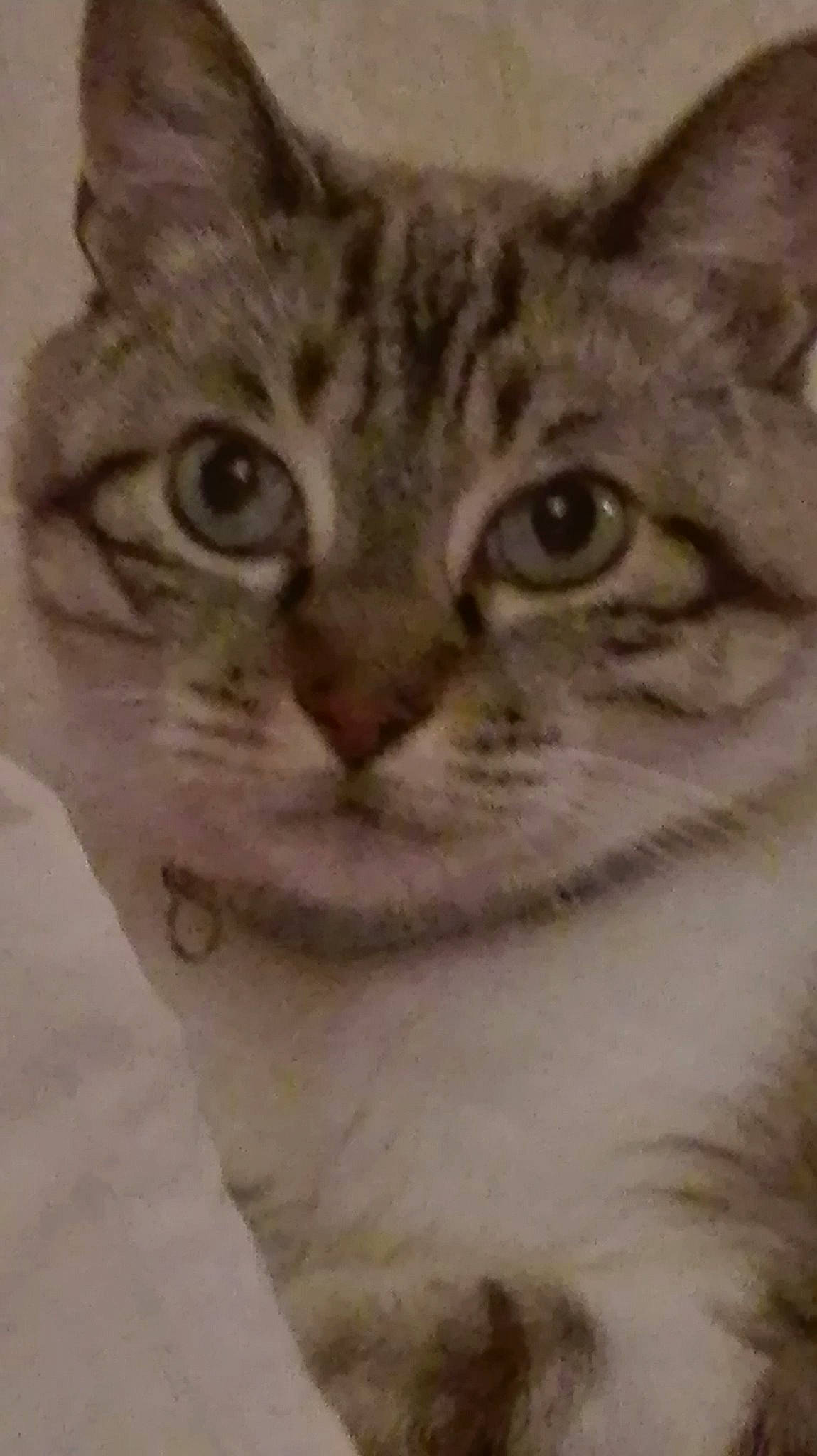 Sissou a rejoint le concours — aidez-le/la à gagner de superbes lots ! aegean_cat, american_shorthair, american_wirehair, asian, australian_mist, burmilla, cat, cat_like_mammal, domestic_short_haired_cat, dragon_li, european_shorthair, eye, face, fauna, fur, kitten, small_to_medium_sized_cats, snout, tabby_cat, whiskers