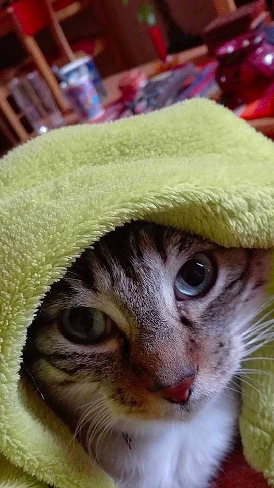 Sissou a rejoint le concours — aidez-le/la à gagner de superbes lots ! cat, cat_like_mammal, close_up, domestic_short_haired_cat, eye, kitten, small_to_medium_sized_cats, snout, whiskers