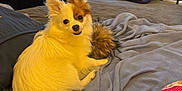 Scooby is registered to the contest to win money with this photo: dog, bed, blanket, indoor, curtains, walker, clothing, furniture, pet, animal, cozy, fluffy, tail, window, smiling, resting, domestic, cute, fur, leisure