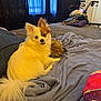 dog, bed, blanket, indoor, curtains, walker, clothing, furniture, pet, animal, cozy, fluffy, tail, window, smiling, resting, domestic, cute, fur, leisure