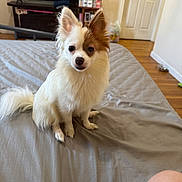 Scooby joined the competition — help win amazing prizes! dog, pet, bed, indoor, furniture, television, floor, door, sitting, curious, white_fur, brown_patch, small_dog, household, room, wooden_floor, shelf, relaxed, animal, companion