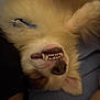 Scooby is registered to the contest to win money with this photo: dog, upside_down, teeth, fluffy, pet, canine, closeup, smile, fur, nose, ear, sleeping, relaxed, indoors, human_arm, blanket, cute, animal, resting, cozy