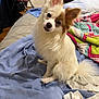 Scooby joined the competition — help win amazing prizes! dog, small_dog, white_dog, brown_ear, fluffy, bed, blanket, quilt, indoor, pet, cute, animal, fur, ears, tail, wooden_floor, curious, domestic, companion, canine