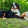 Voyou participe au concours pour gagner de l'argent avec cette photo : animal, background, bernese_mountain_dog, canine, closeup, daytime, dog, fur, grass, greenery, happy, lying_down, mammal, nature, outdoor, pet, relaxed, summer, sunlight, tongue_out