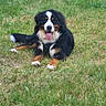 animal, bernese_mountain_dog, black_fur, brown_fur, canine, dog, fur, grass, greenery, happy, lying_down, mammal, nature, outdoor, pet, playful, relaxed, summer, tongue_out, white_fur
