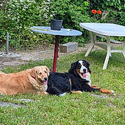 Voyou participe au concours pour gagner de l'argent avec cette photo : animal, bernese_mountain_dog, canine, dog, flower, garden, golden_retriever, grass, greenery, happy, leisure, nature, outdoor, pet, relaxing, summer, sunny, table, two_dogs, yard