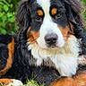 Voyou participe au concours pour gagner de l'argent avec cette photo : animal, bernese_mountain_dog, canine, closeup, cute, dog, eyes, fluffy, fur, grass, greenery, laying_down, mammal, nature, outdoor, pet, portrait, relaxed, summer, tricolor