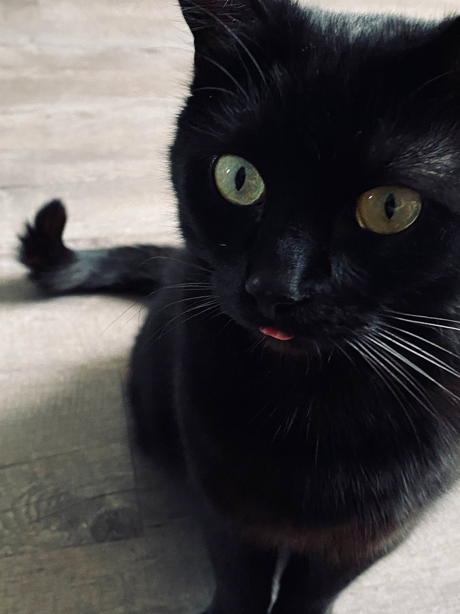 Anakin a rejoint le concours — aidez-le/la à gagner de superbes lots ! asian, black, black_and_white, black_cat, bombay, burmese, carnivore, cat, domestic_short_haired_cat, eye, felidae, fur, mammal, polydactyl_cat, small_to_medium_sized_cats, snout, tail, vertebrate, whiskers