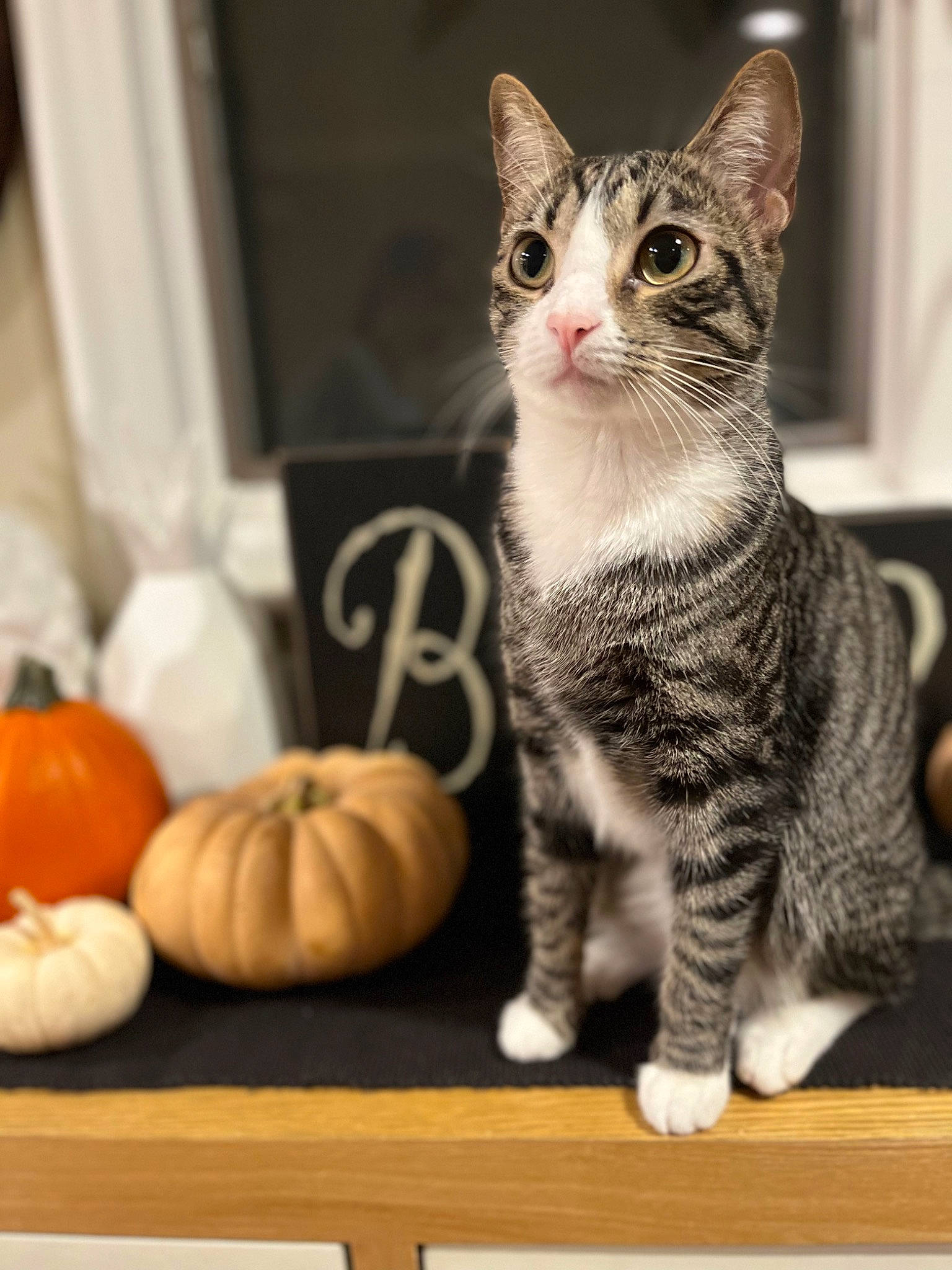 Poptart joined the competition — help win amazing prizes! calabaza, carnivore, cat, cucurbita, domestic_short_haired_cat, felidae, fur, gourd, natural_foods, paw, pumpkin, small_to_medium_sized_cats, snout, squash, table, vegetable, whiskers, window, winter_squash, wood